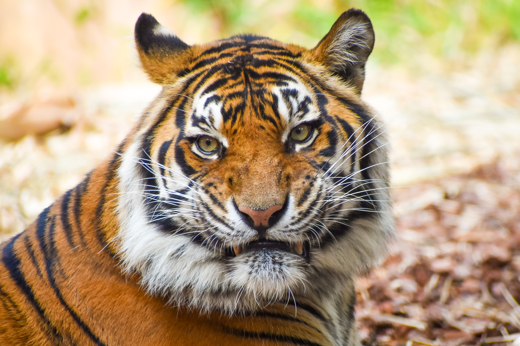 Sumatran Tiger (Panthera tigris sumatrae)