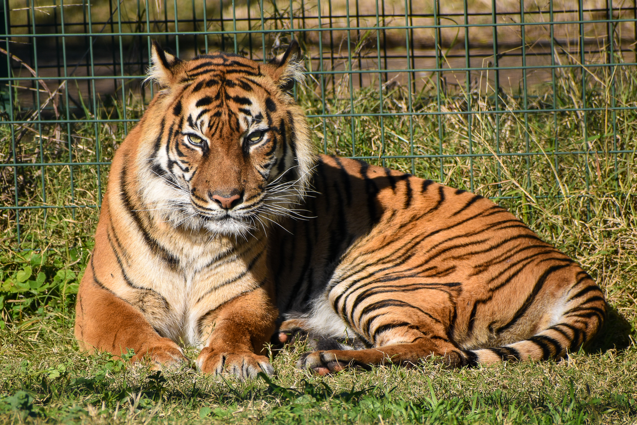 Sumatran Tiger (Panthera tigris sumatrae)