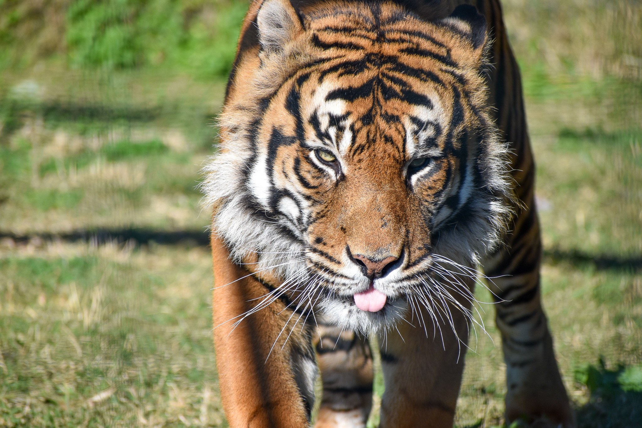 Sumatran Tiger (Panthera tigris sumatrae)