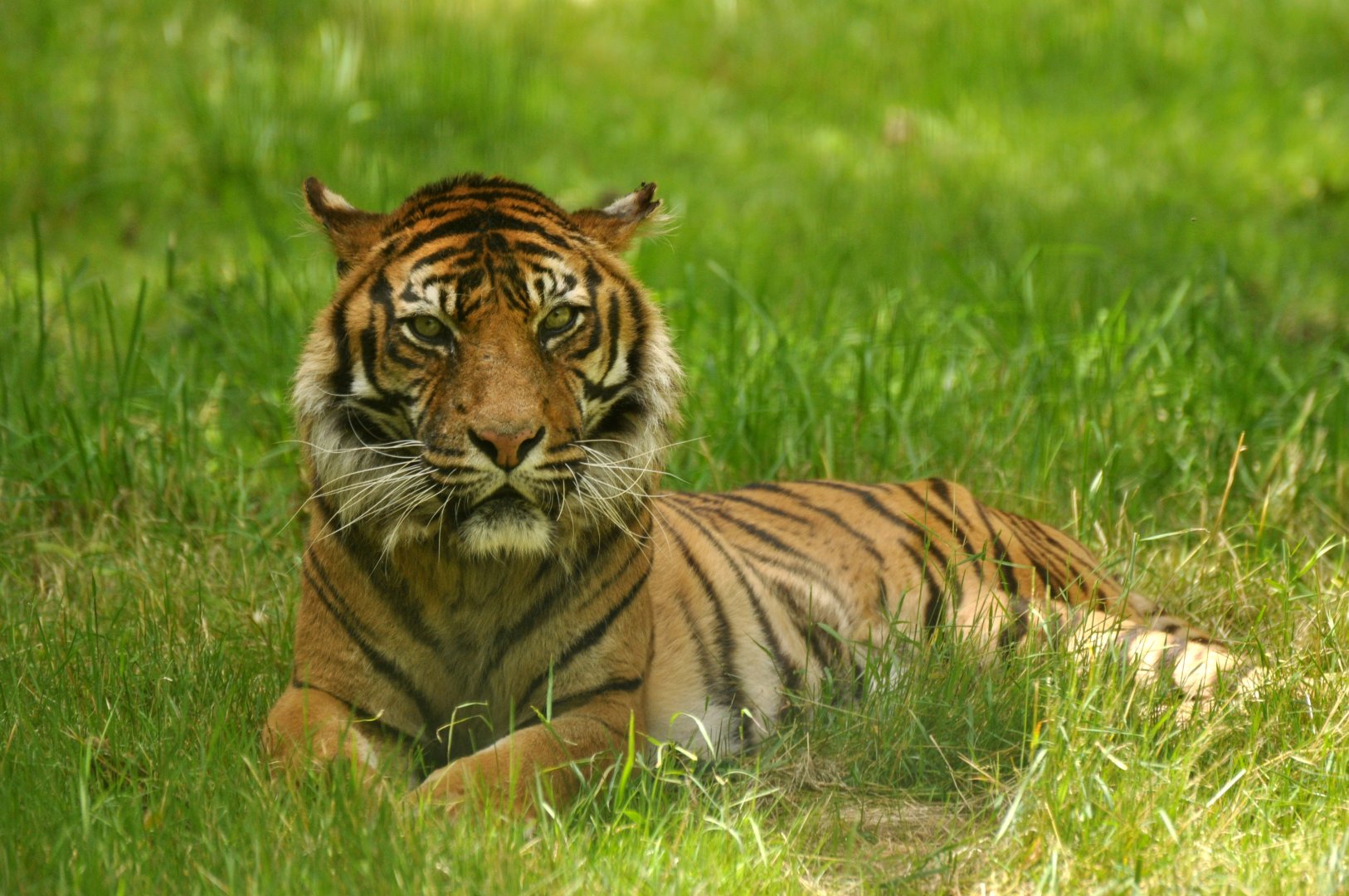 Sumatran tiger (Panthera tigris sumatrae)