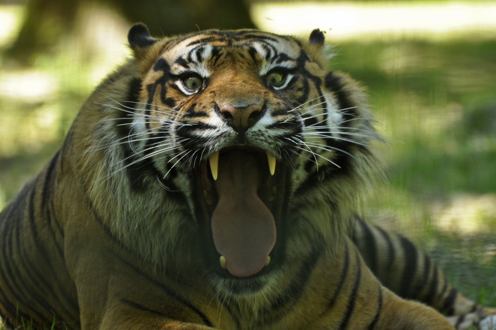 Sumatran tiger (Panthera tigris sumatrae)