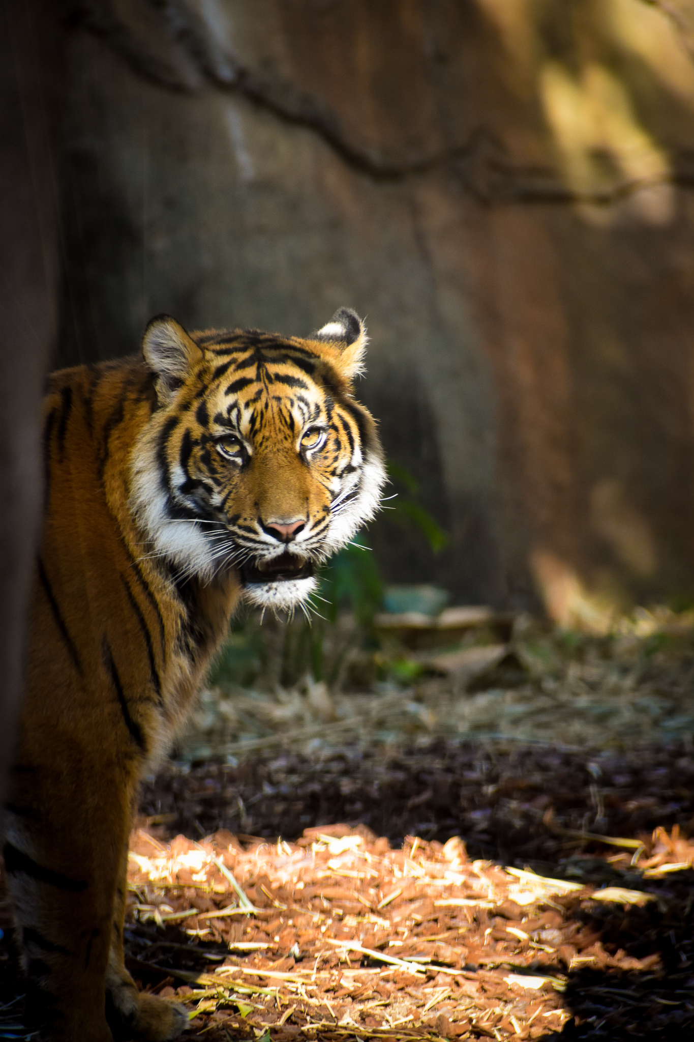 Sumatran Tiger (Panthera tigris sumatrae)