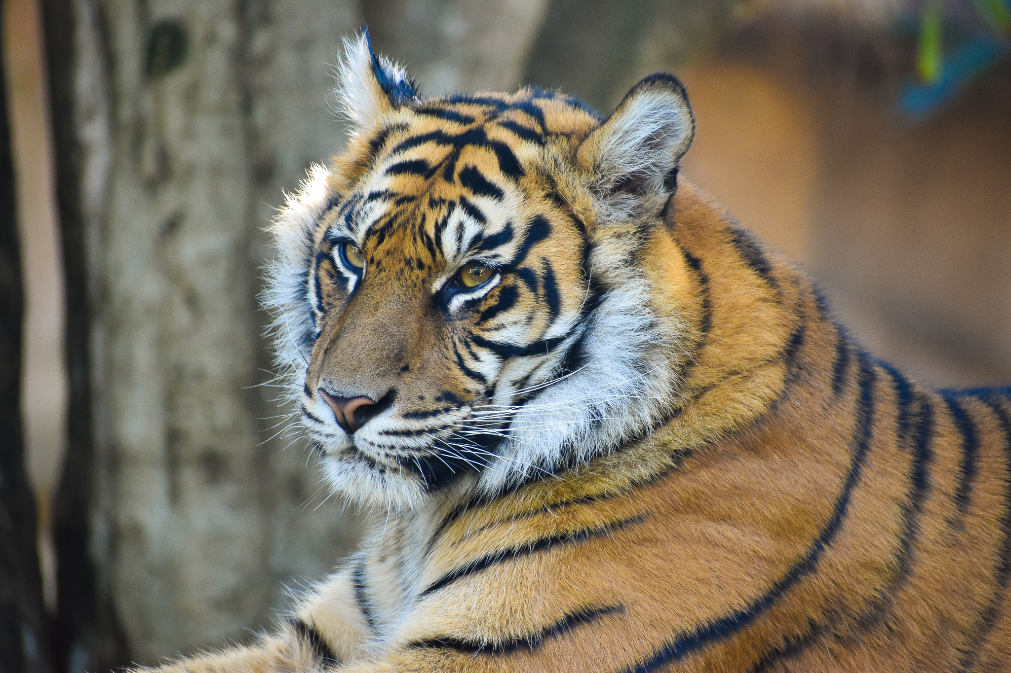 Sumatran Tiger (Panthera tigris sumatrae)
