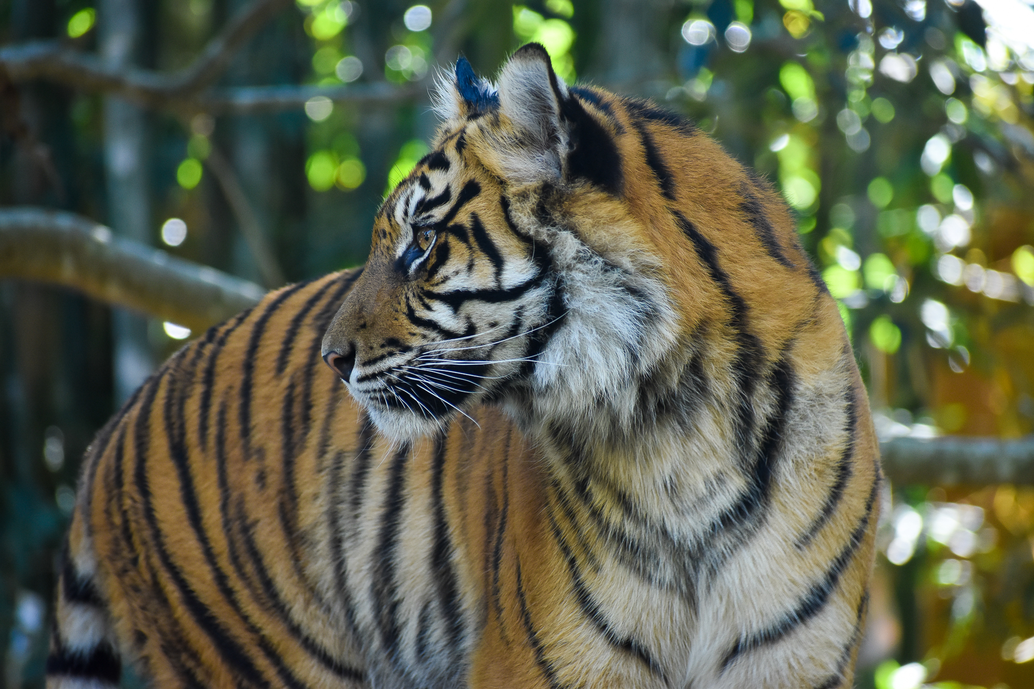Sumatran Tiger (Panthera tigris sumatrae)