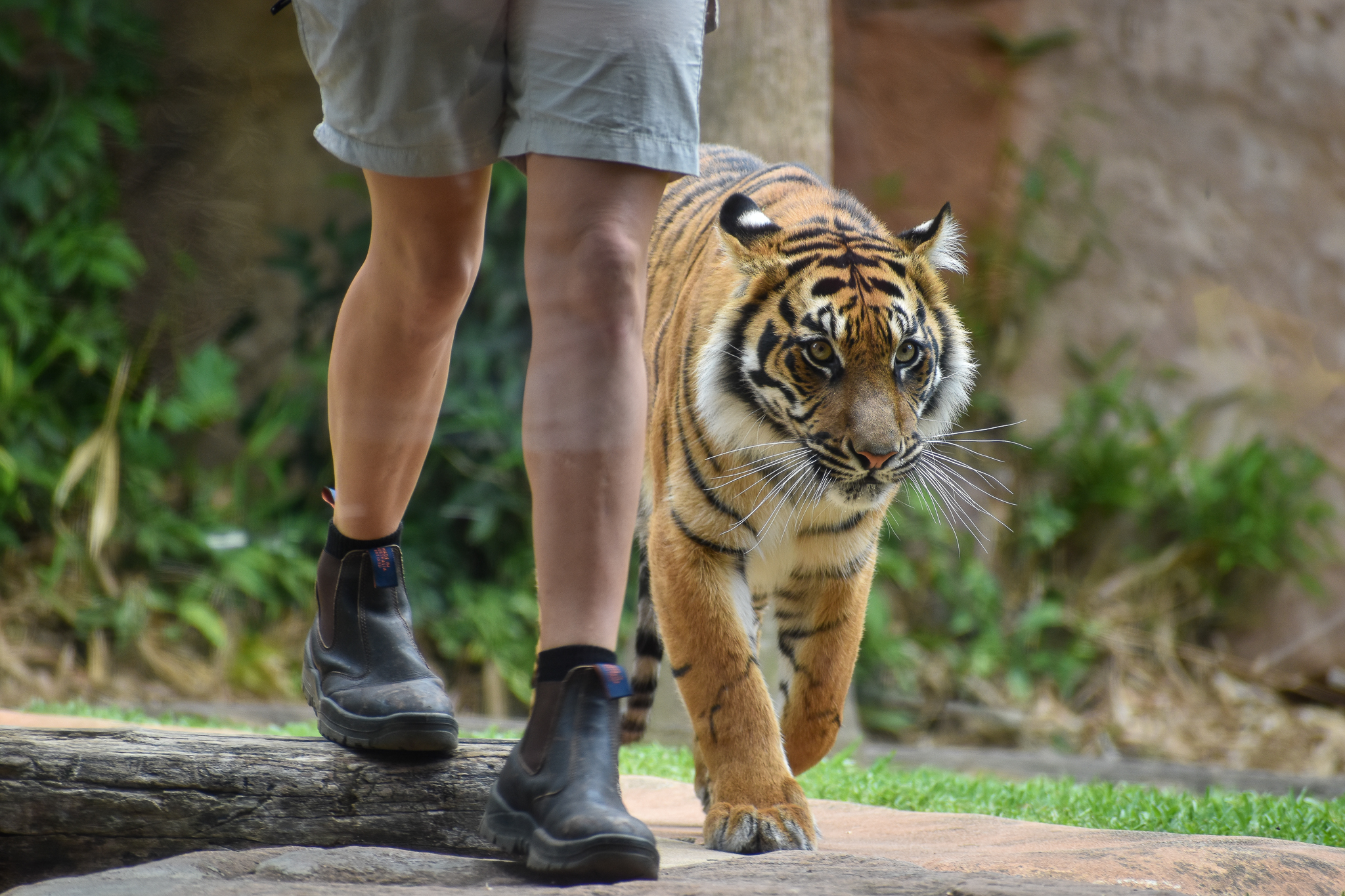 Sumatran Tiger (Panthera tigris sumatrae)
