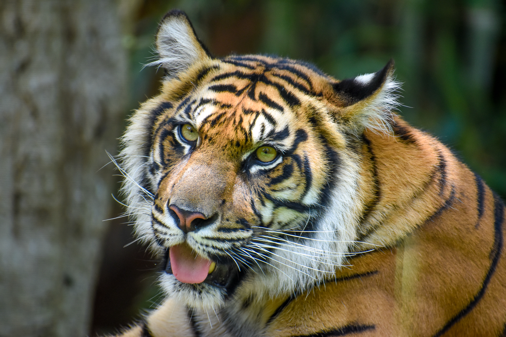 Sumatran Tiger (Panthera tigris sumatrae)
