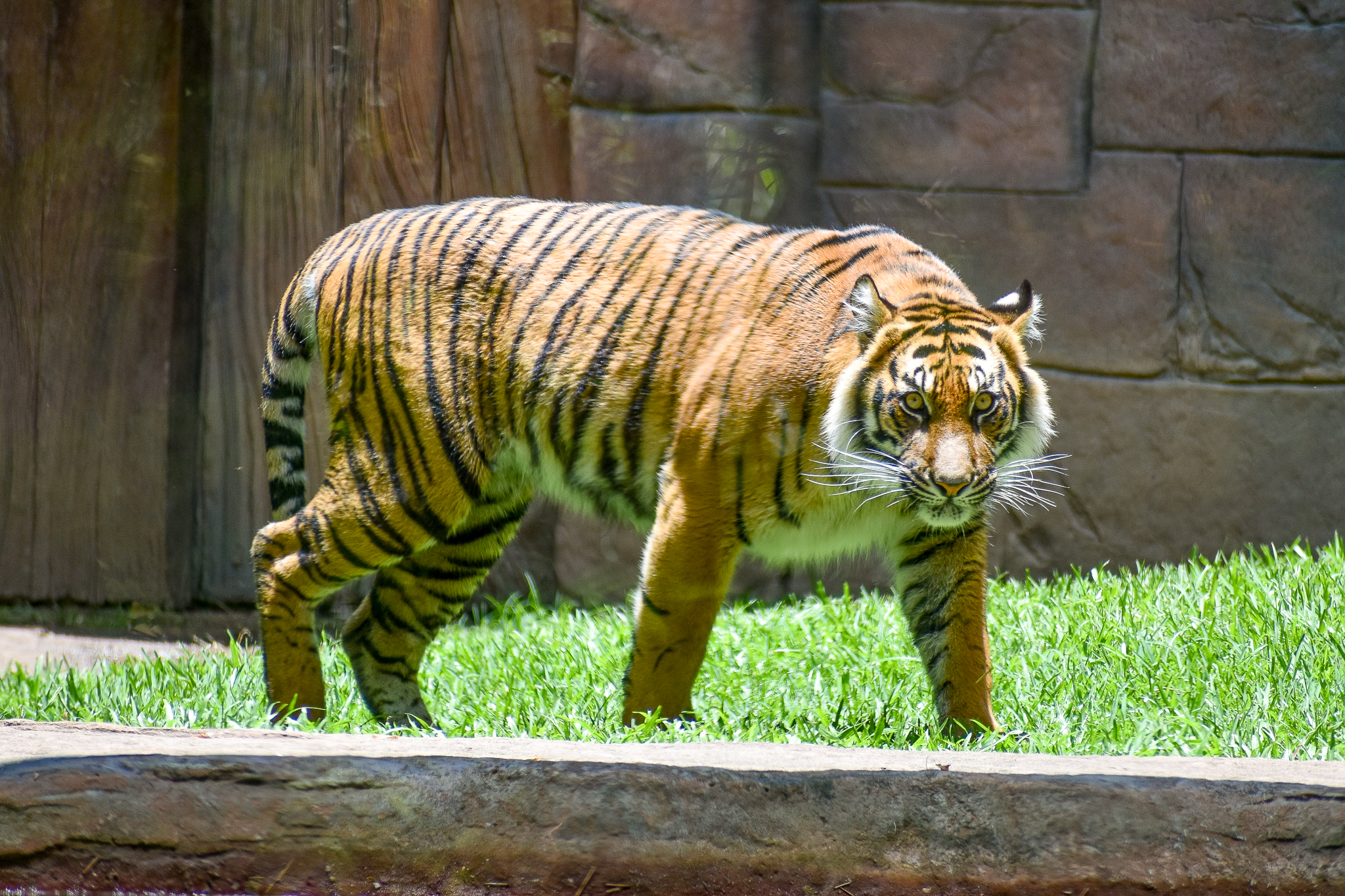 Sumatran Tiger (Panthera tigris sumatrae)