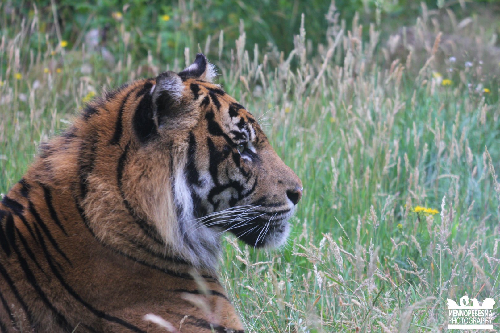 Sumatran tiger (Panthera tigris sumatrae)