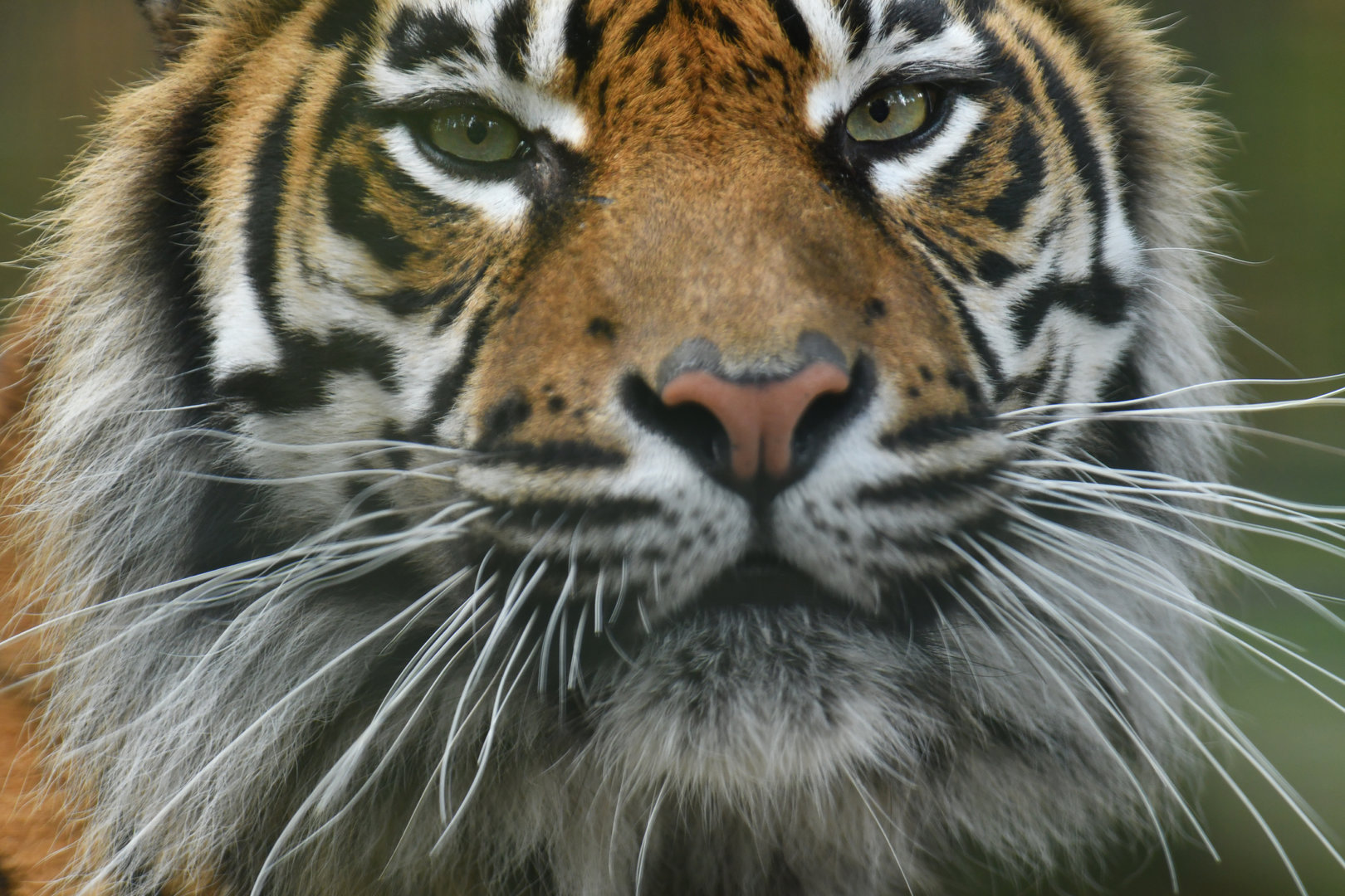 Sumatran tiger (Panthera tigris sumatrae)