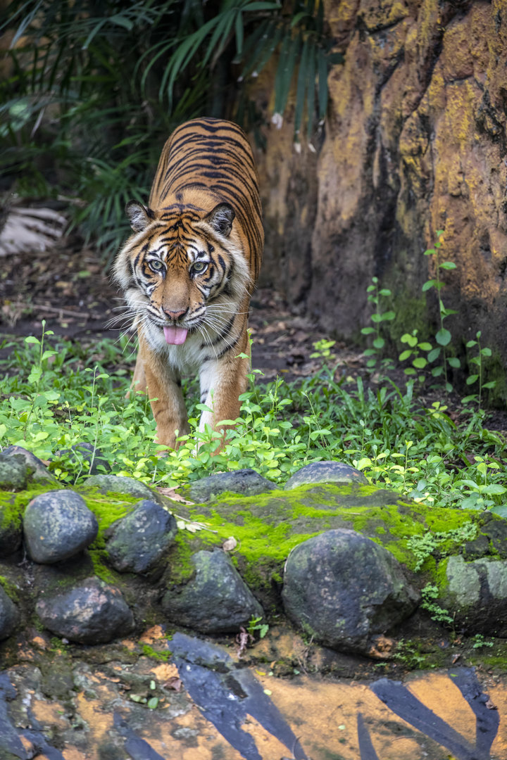 Sumatran tiger (Panthera tigris sumatrae)