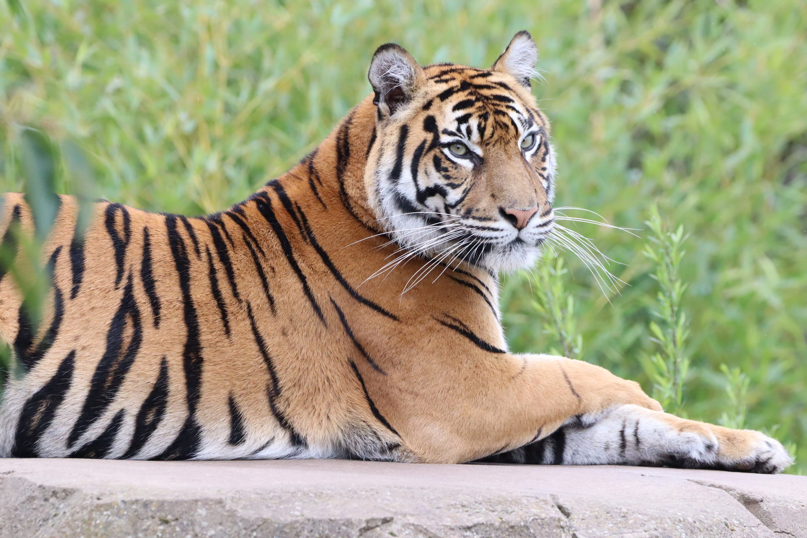 Sumatran Tiger (Panthera tigris sumatrae)