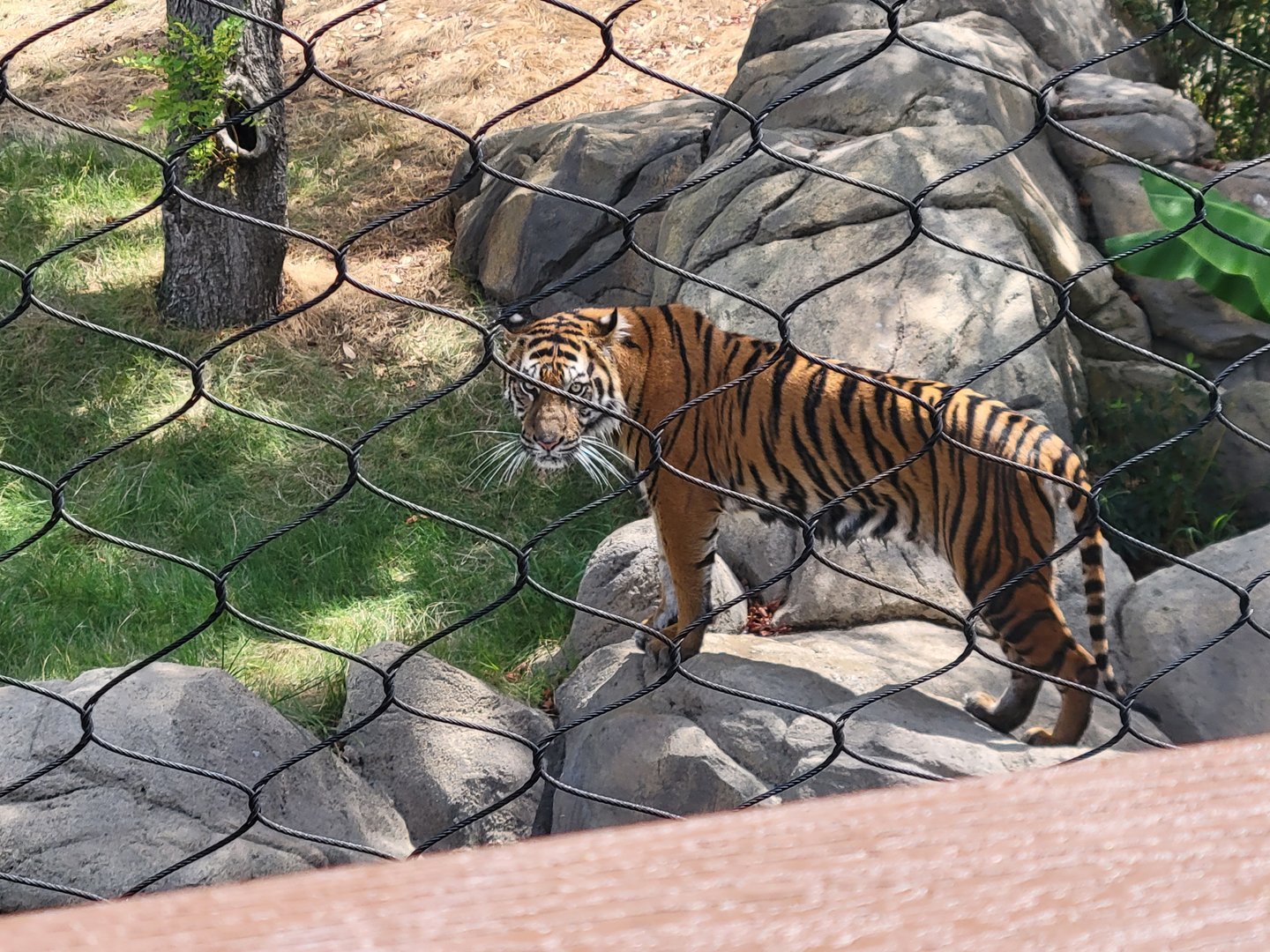 Sumatran Tiger(Panthera tigris sumatrae)
