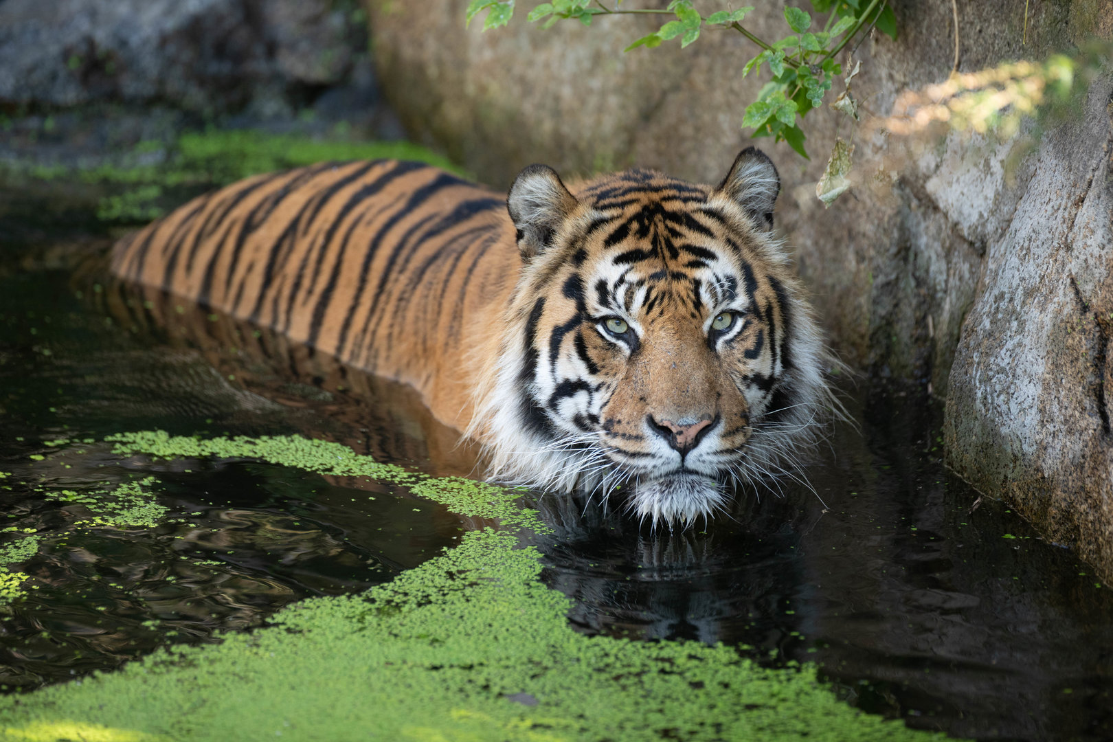 Sumatran tiger (Panthera tigris sumatrae)