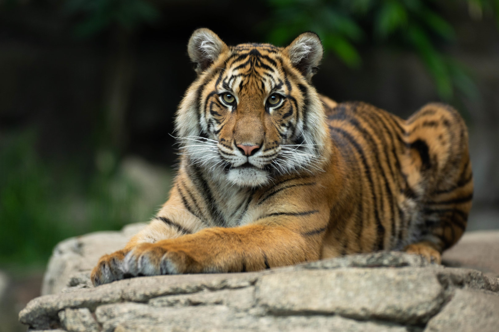 Sumatran tiger (Panthera tigris sumatrae)
