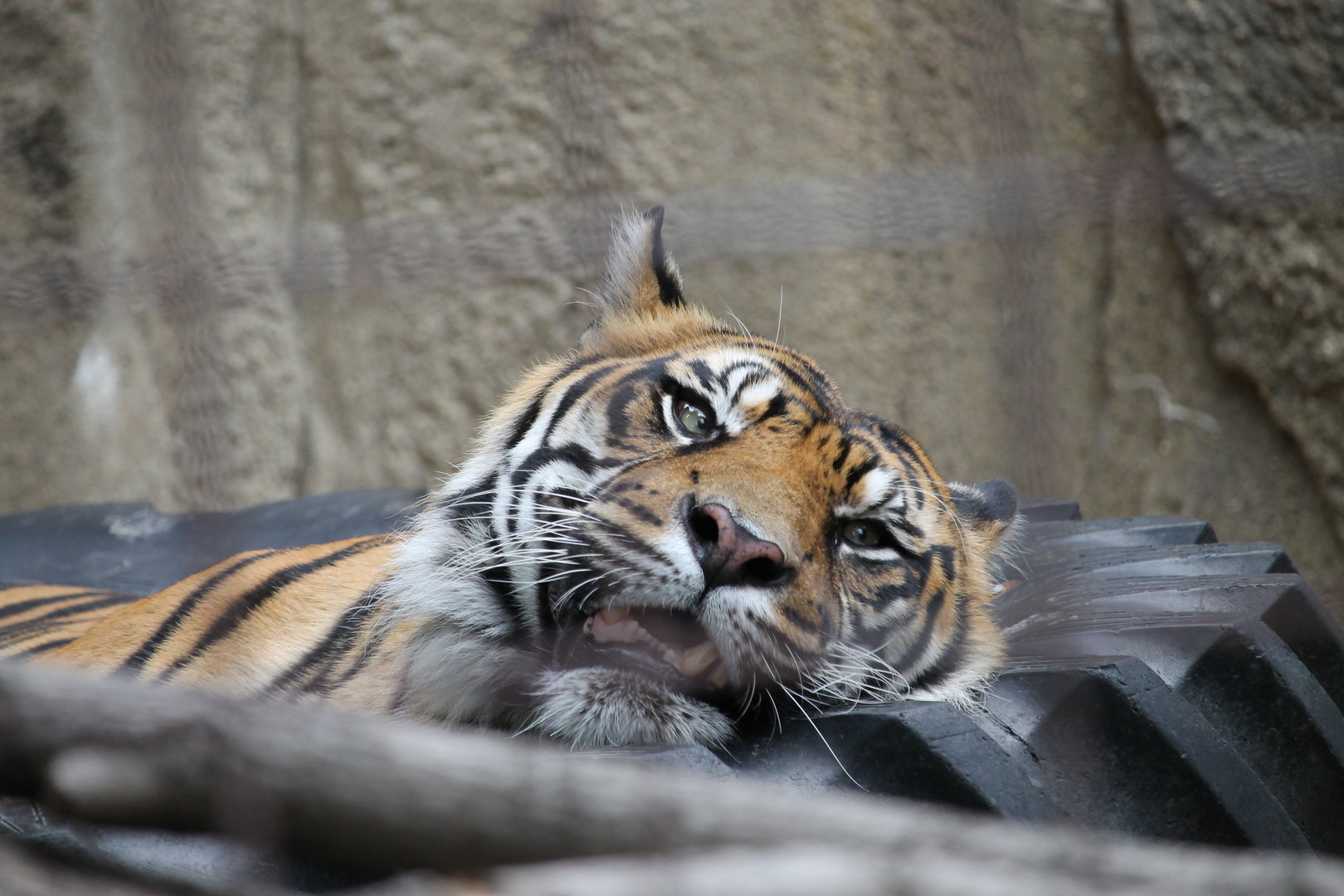 Sumatran tiger (Panthera tigris sumatrae)