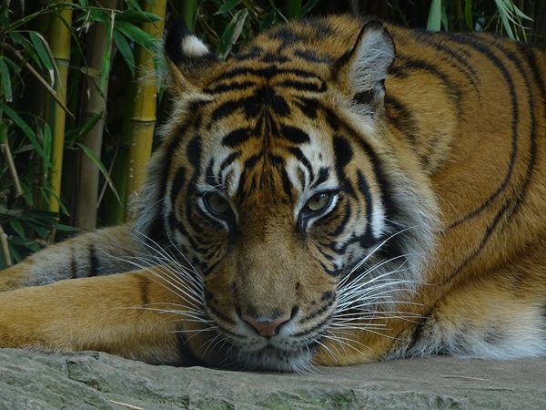 Sumatran tiger (Panthera tigris sumatrae)