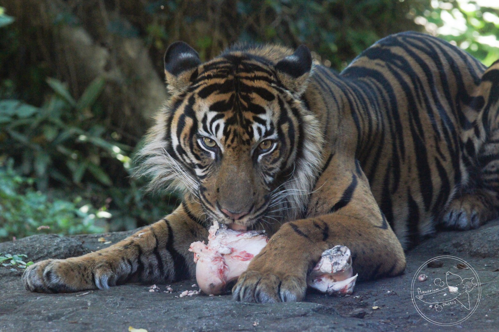 Sumatran Tiger (Panthera tigris sumatrae)