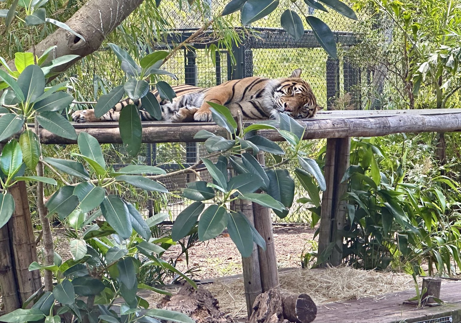 Sumatran tiger (Panthera tigris sumatrae)