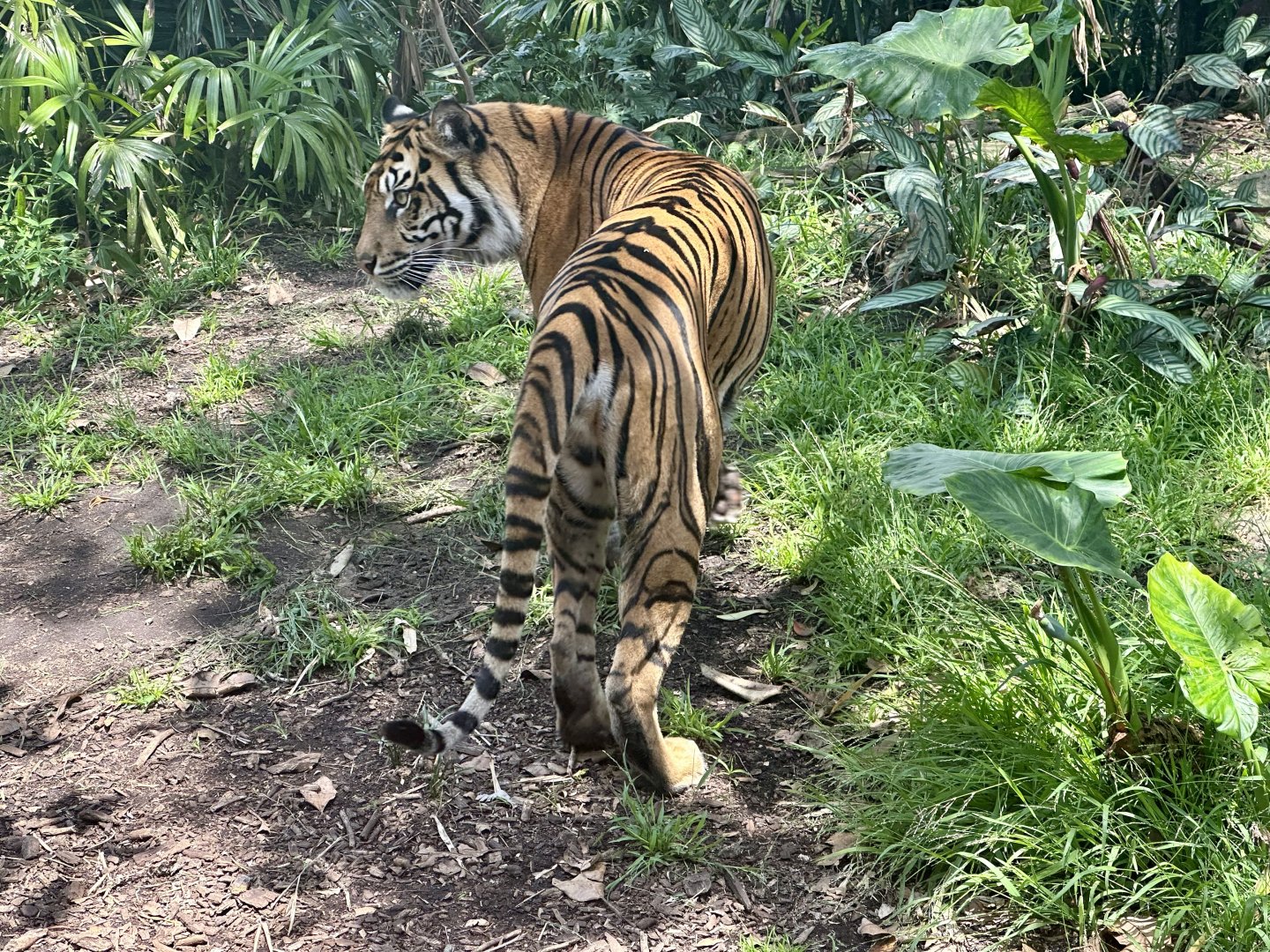 Sumatran tiger (Panthera tigris sumatrae)