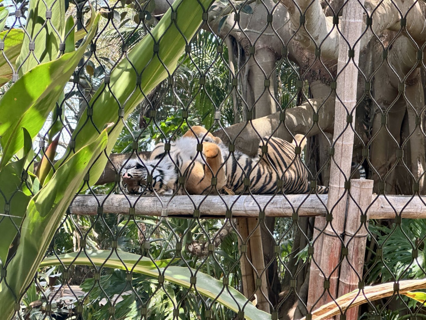 Sumatran tiger (Panthera tigris sumatrae)