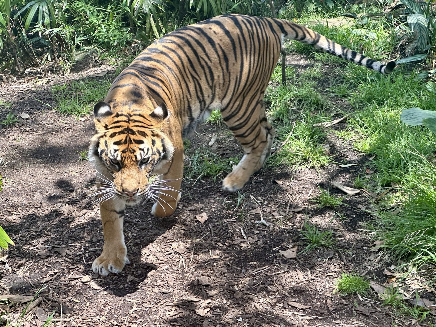 Sumatran tiger (Panthera tigris sumatrae)