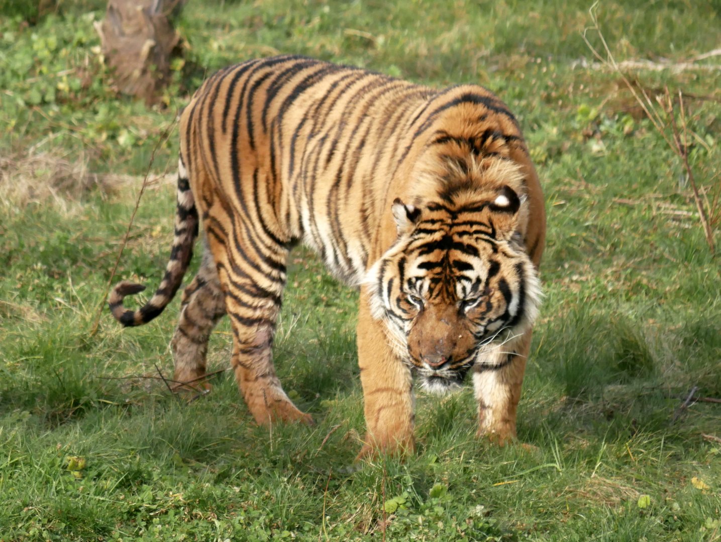 Sumatran tiger (Panthera tigris sumatrae)