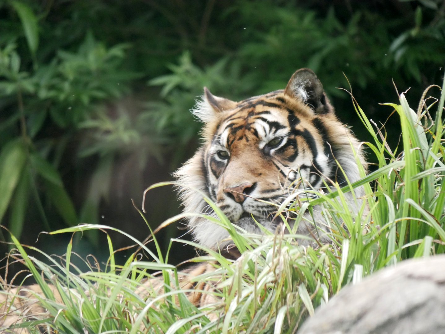 Sumatran tiger (Panthera tigris sumatrae)