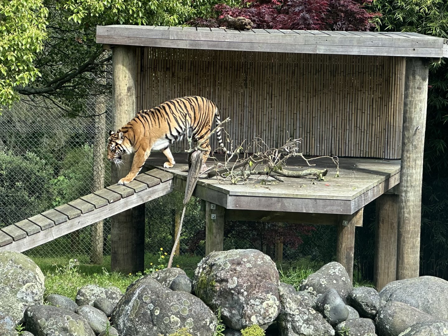 Sumatran tiger (Panthera tigris sumatrae)