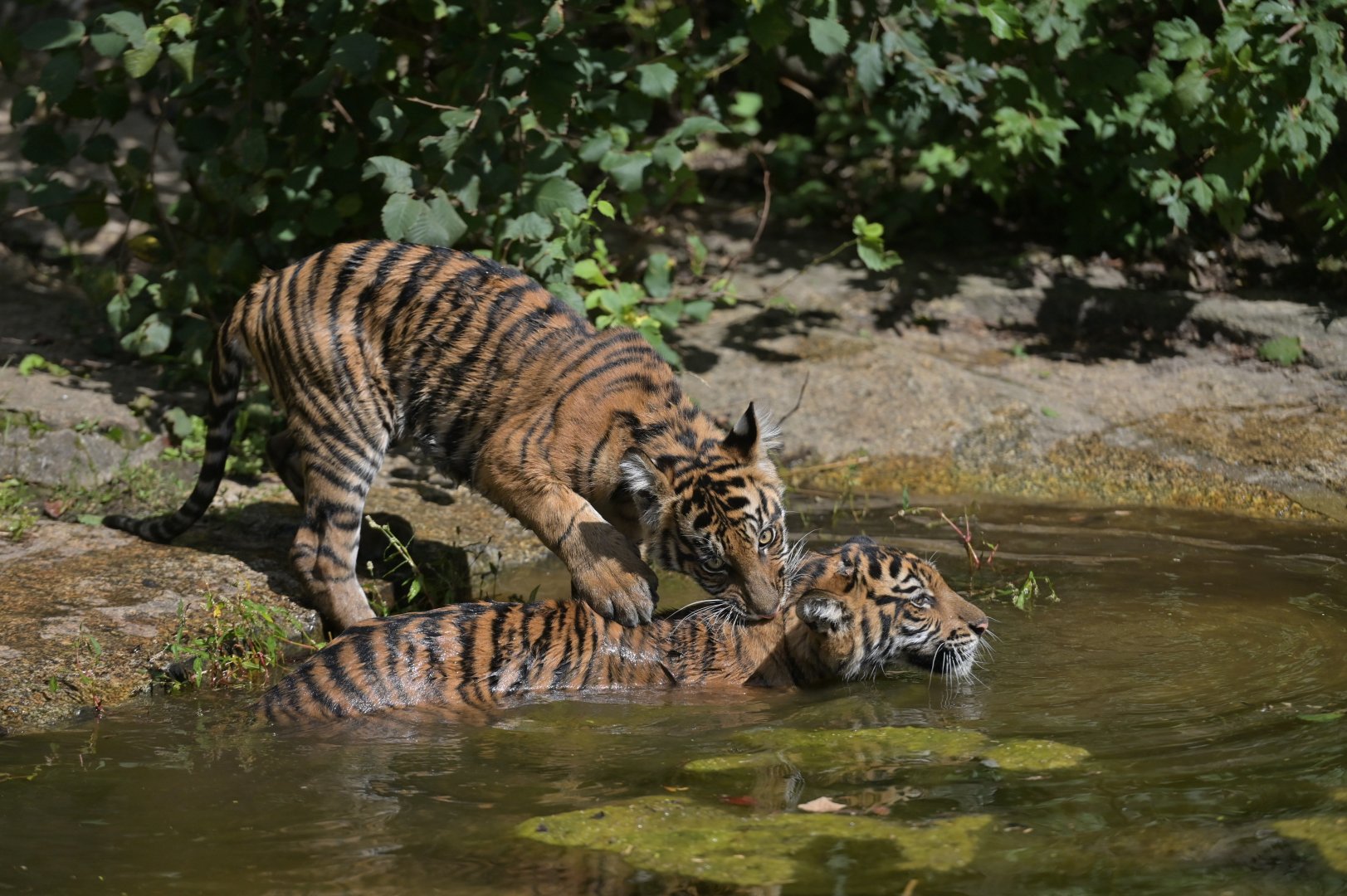 Sumatran tiger (Panthera tigris)
