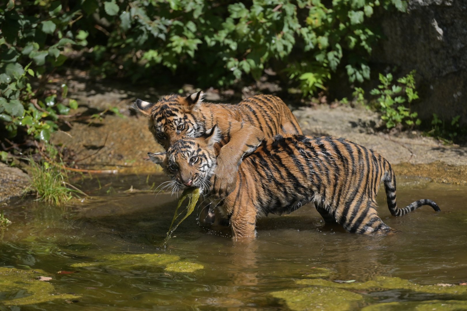 Sumatran tiger (Panthera tigris)
