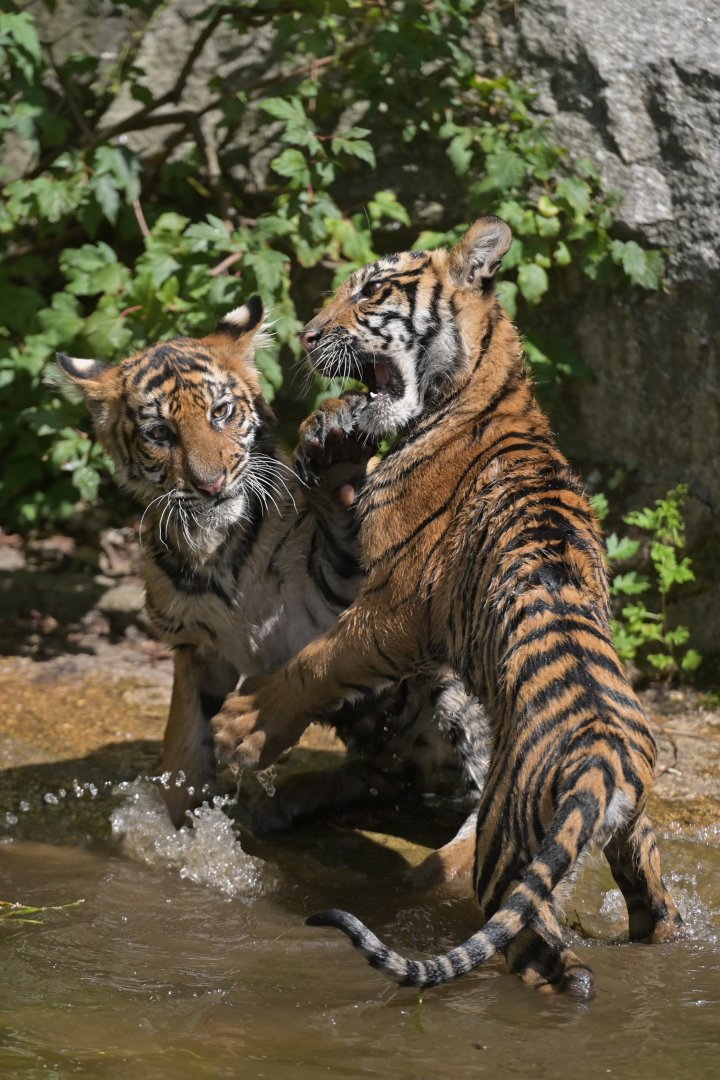 Sumatran tiger (Panthera tigris)