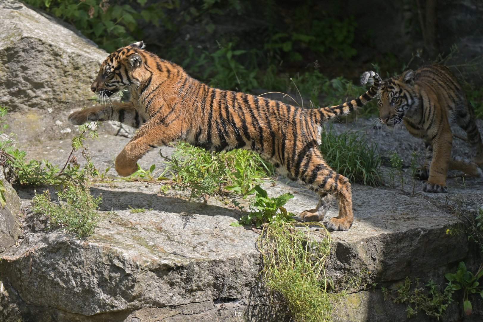 Sumatran tiger (Panthera tigris)