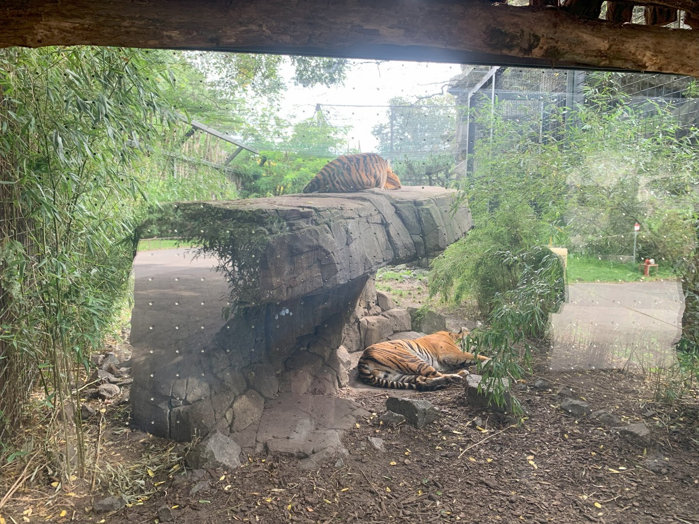 Sumatran Tiger parents enclosure extension