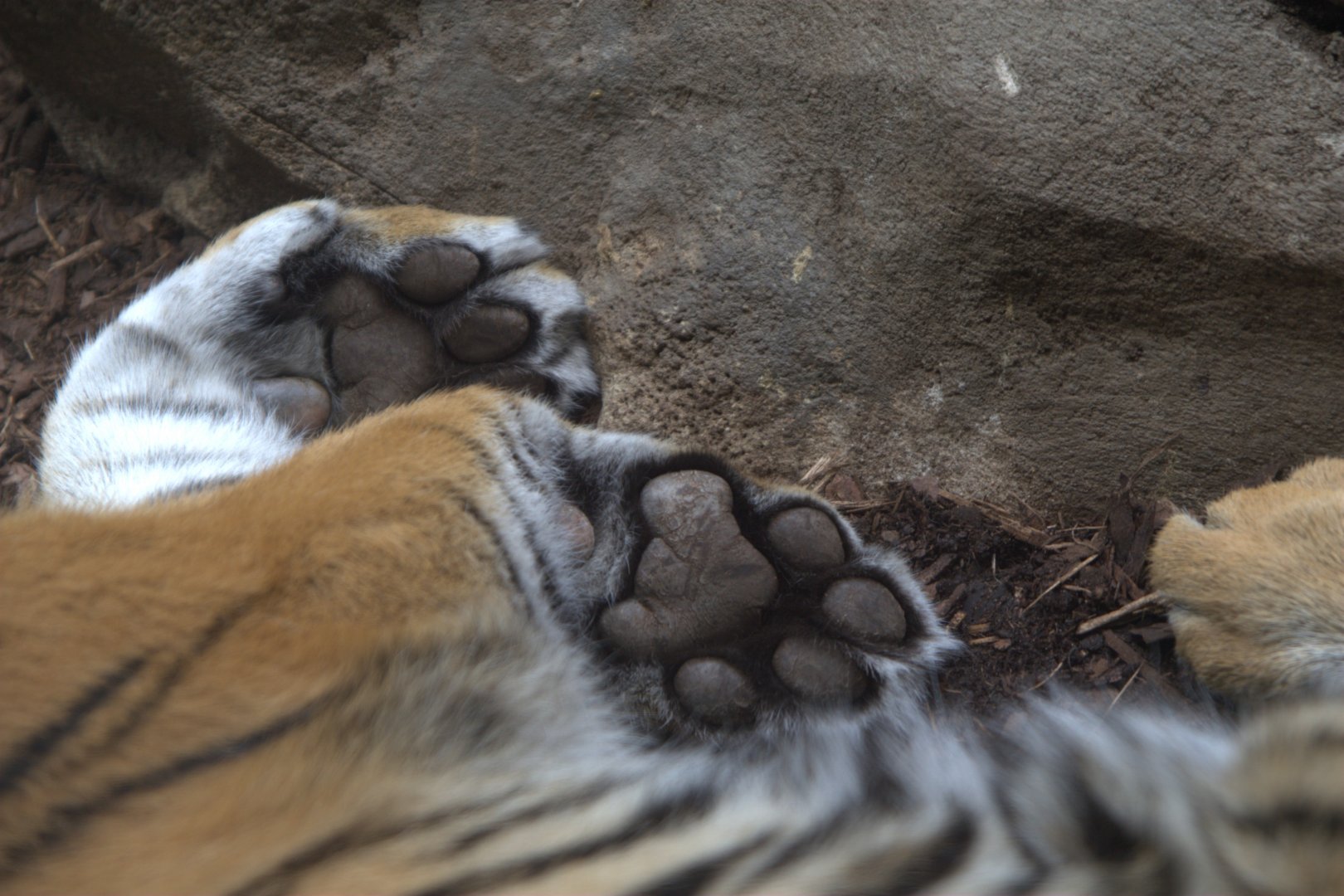Sumatran Tiger 'Paws' (Panthera tigris sumatrae), 16-09-25