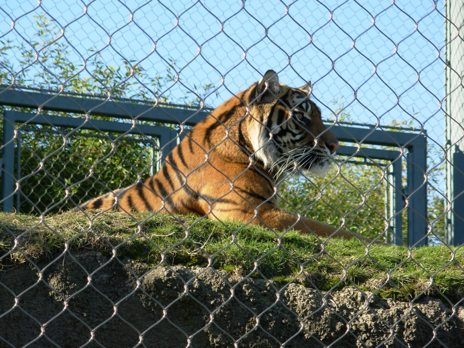 Sumatran Tiger - Point Defiance Zoo & Aquarium