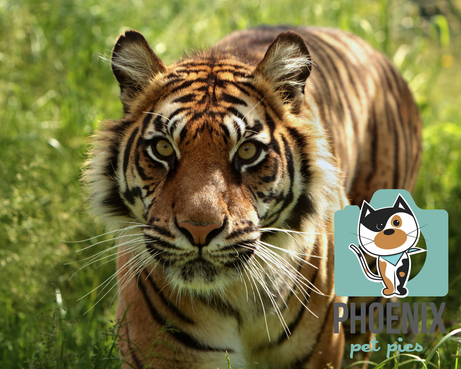 Sumatran Tiger (Puna)