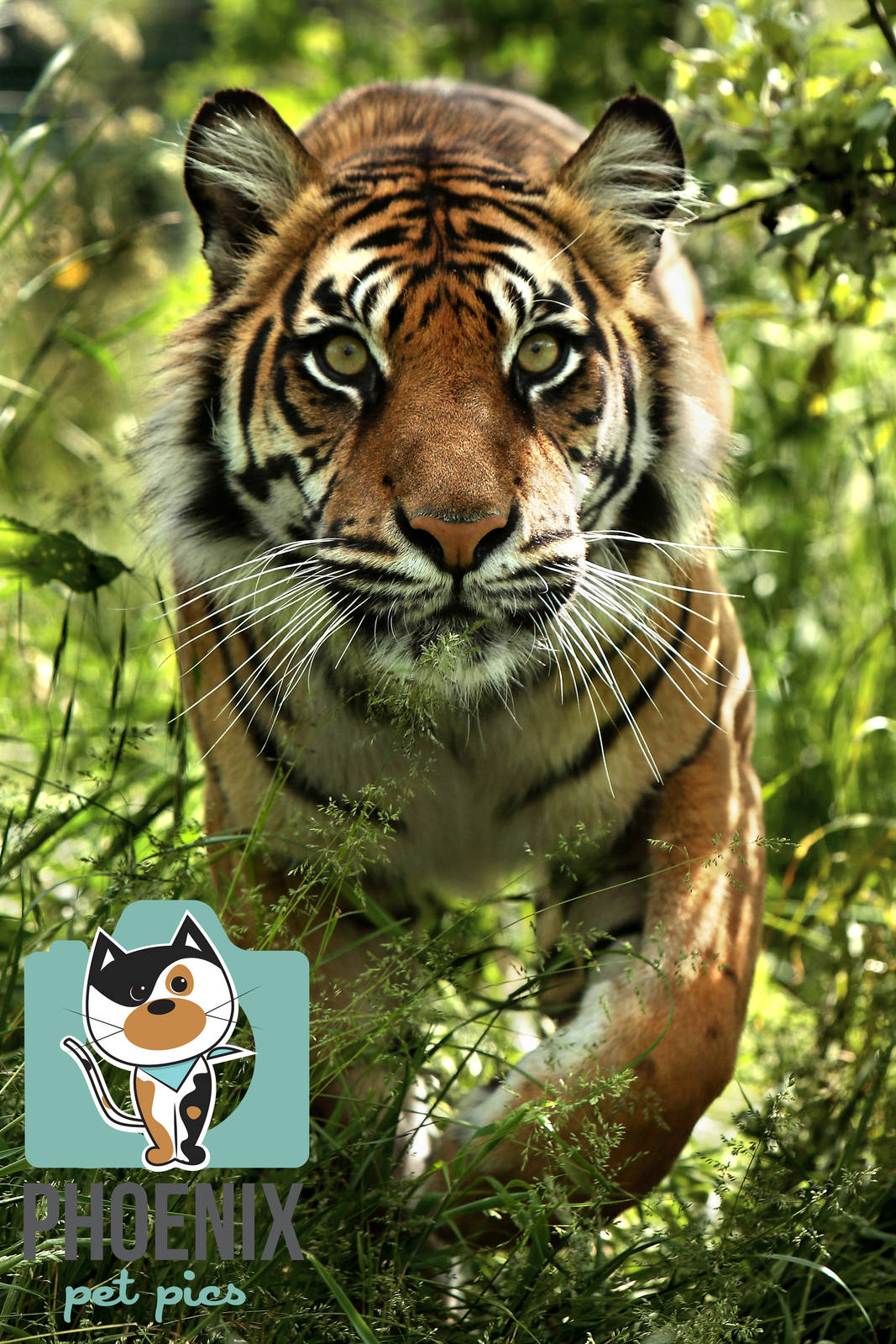 Sumatran Tiger (Puna)