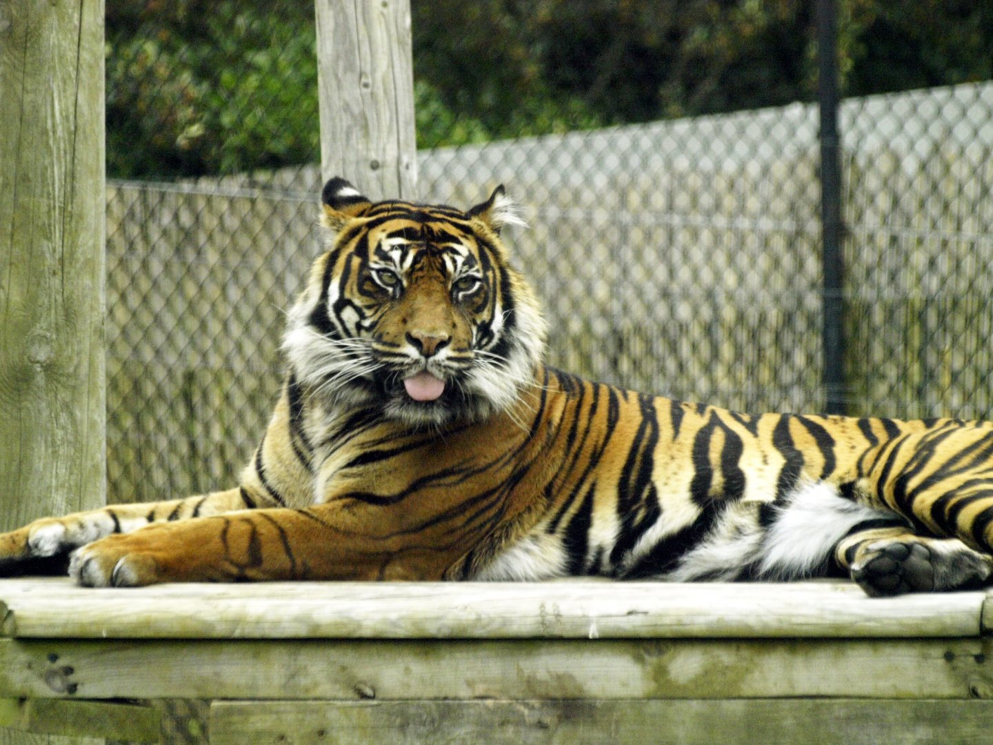 Sumatran tiger - Ratna