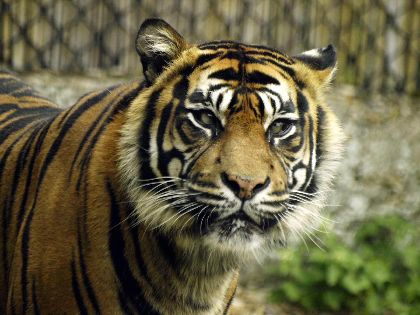 Sumatran tiger - Ratna