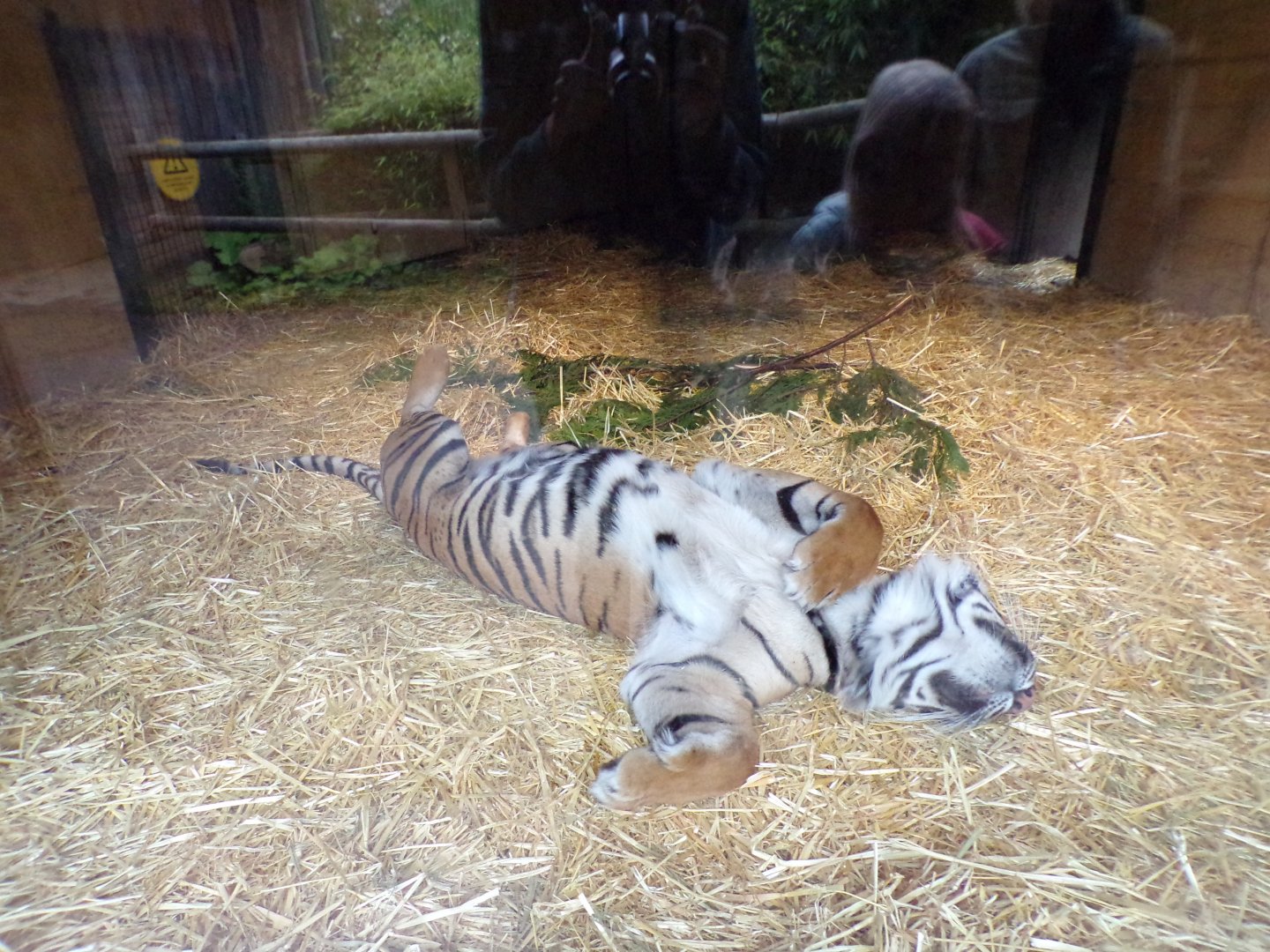 Sumatran tiger resting in the evening 22.7.23