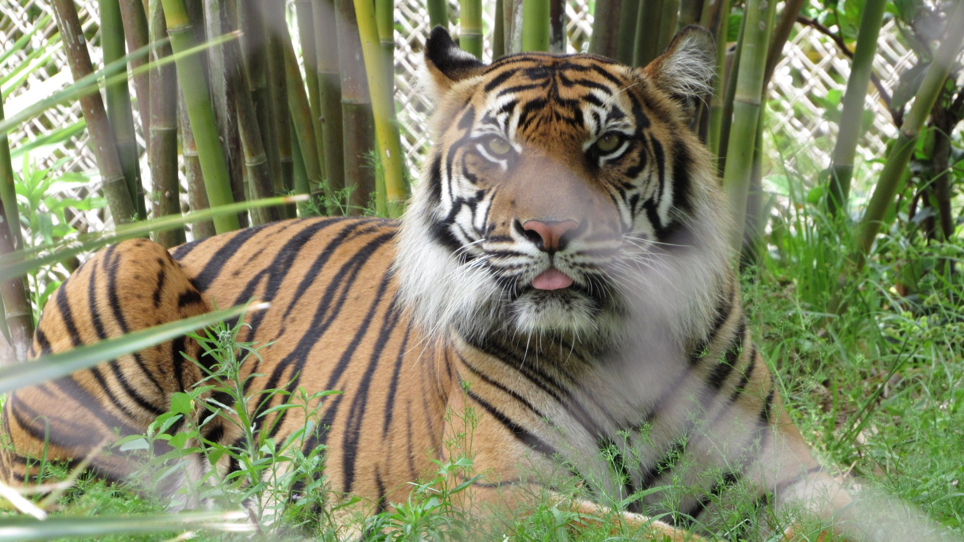 Sumatran Tiger Resting