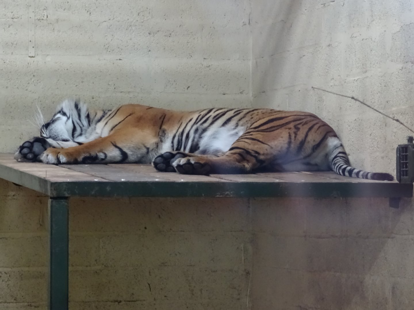 Sumatran Tiger resting