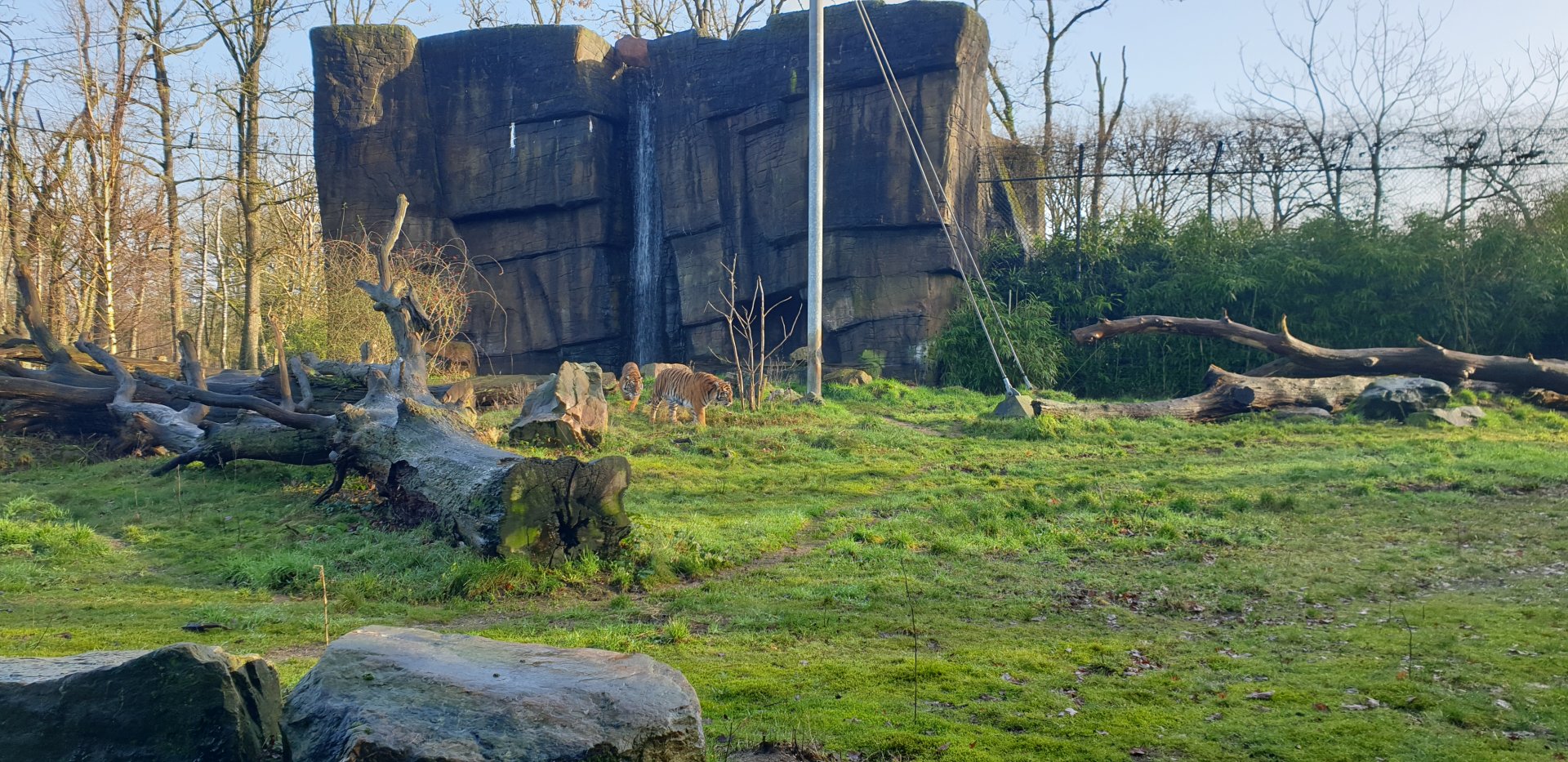 Sumatran tiger, Rimba