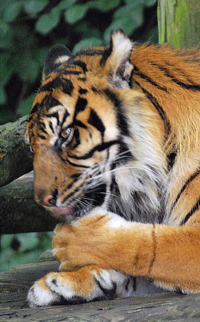 SUMATRAN TIGER (RIP SAHARA) 23 09 2009