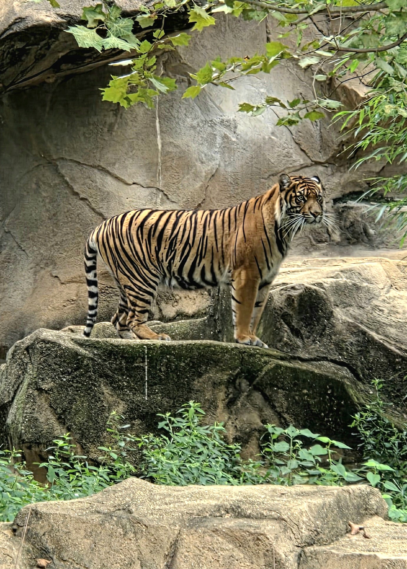 Sumatran Tiger - Riverbanks Zoo