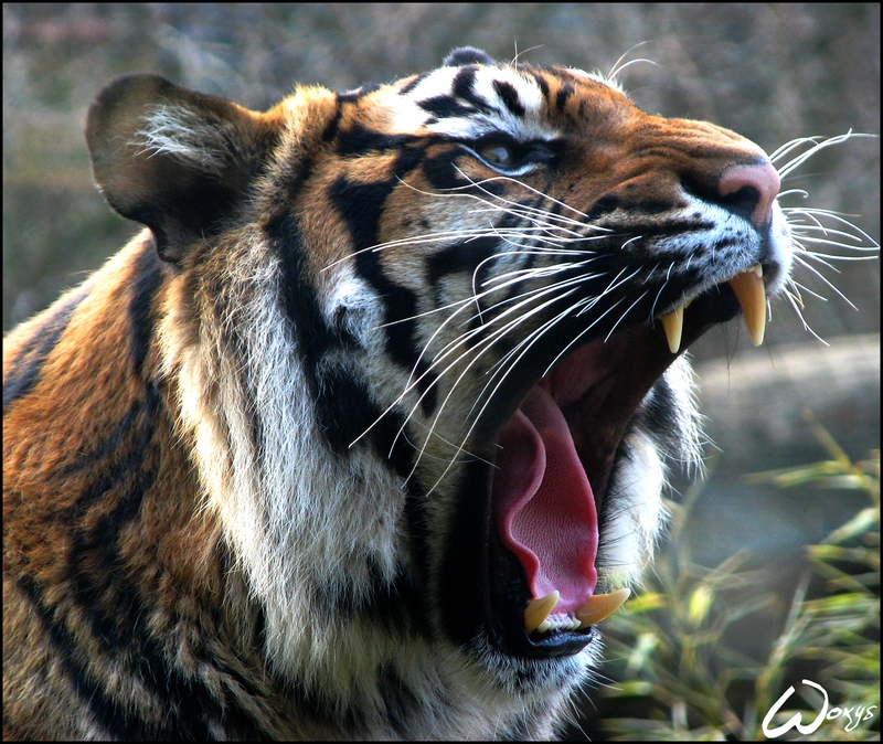 Sumatran tiger Satu