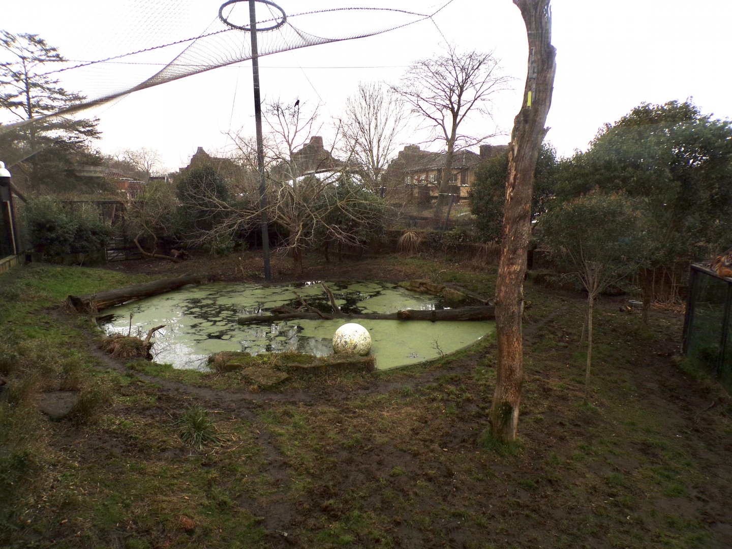 Sumatran tiger second enclosure 11.2.25