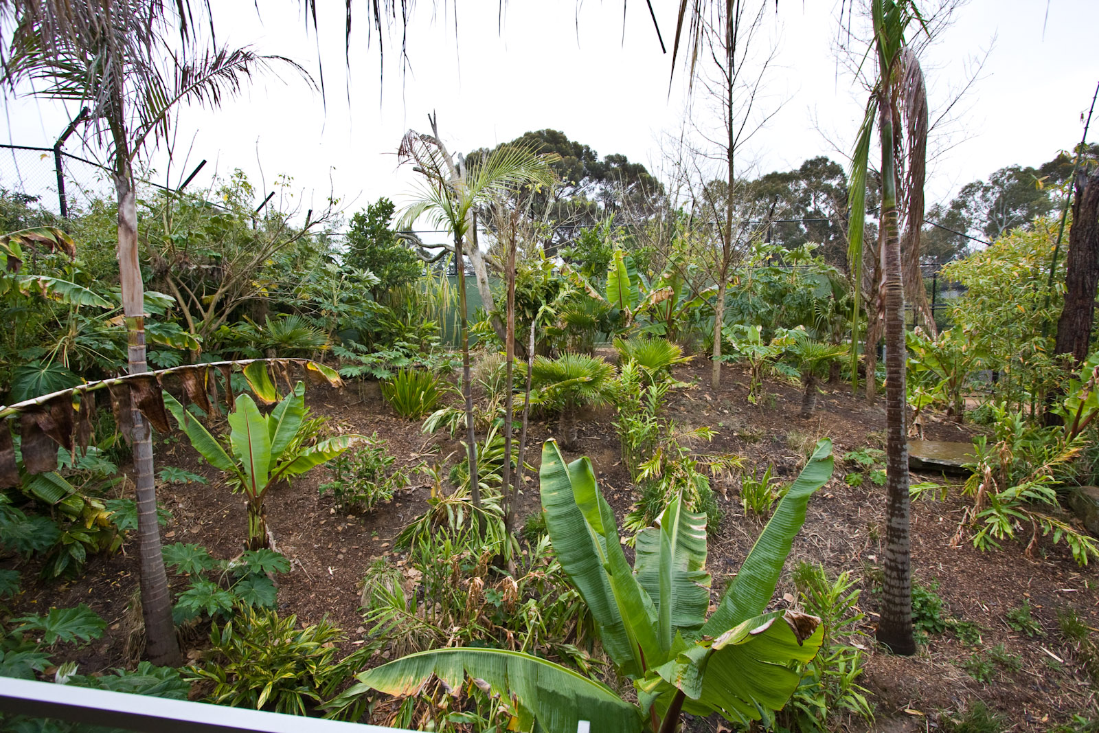 Sumatran Tiger - Sep 2008