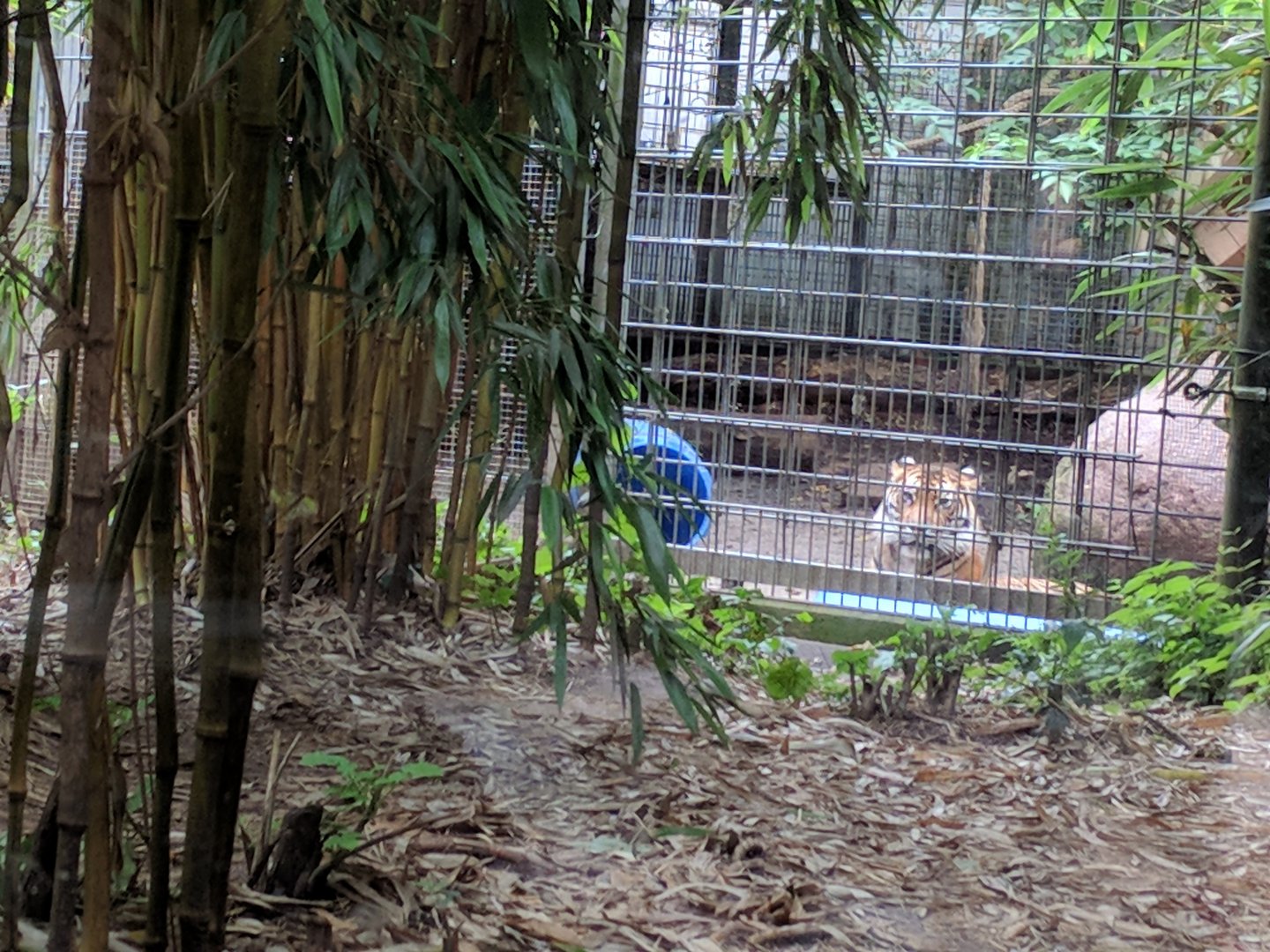 Sumatran Tiger sepperation Cage