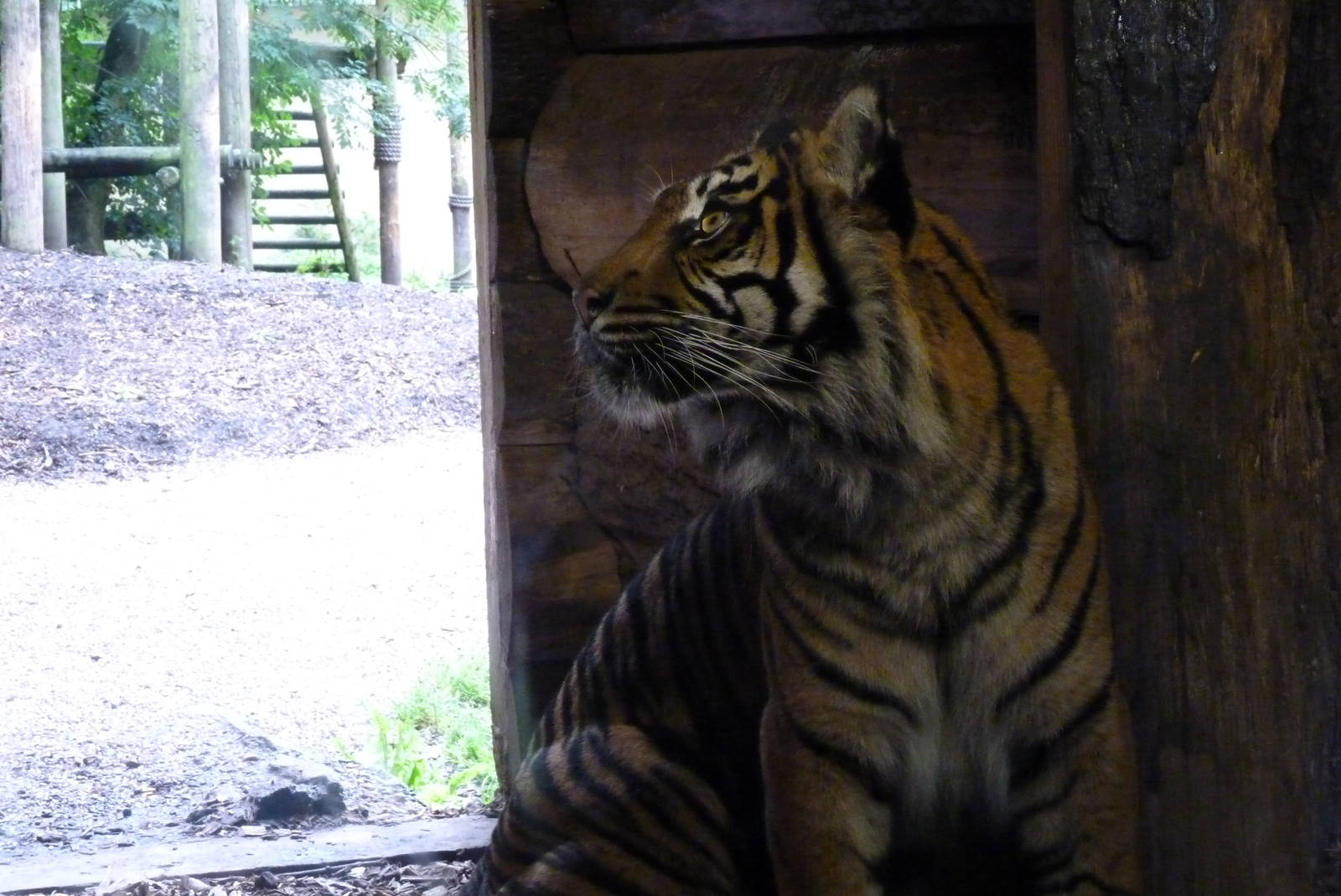 Sumatran Tiger, September 2016